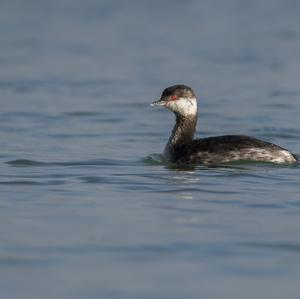 Horned Grebe