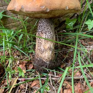 Orange Birch Bolete