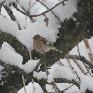 Eurasian Chaffinch