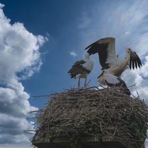 White Stork