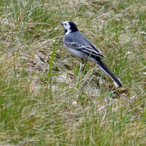 White Wagtail