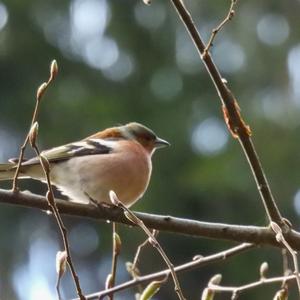 Eurasian Chaffinch