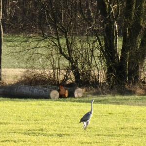 Grey Heron