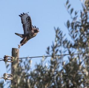 Mäusebussard