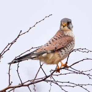 Common Kestrel