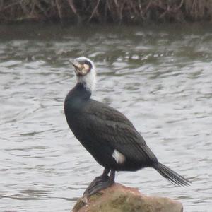 Great Cormorant