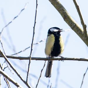 Great Tit