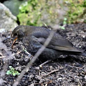 Eurasian Blackbird