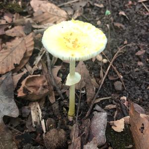 Destroying Angel