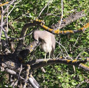 Black-crowned Night-heron