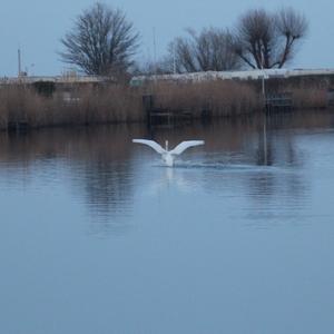 Mute Swan