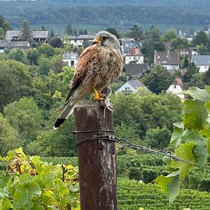 Common Kestrel