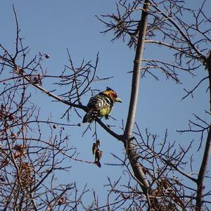 Haubenbartvogel