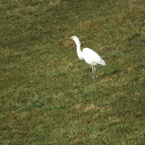 Great Egret