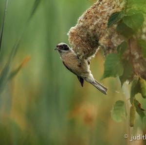 Eurasian Penduline-tit