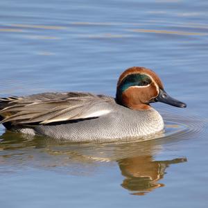 Common Teal