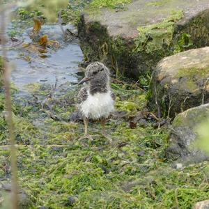 Eurasian Oystercatcher