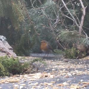 European Robin