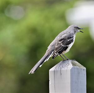 Grey Catbird