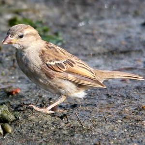 House Sparrow