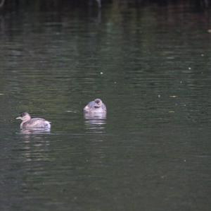 Little Grebe