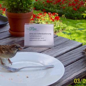 House Sparrow