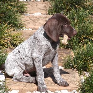 Pointer (German Shorthaired)