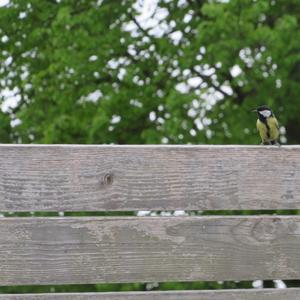 Great Tit