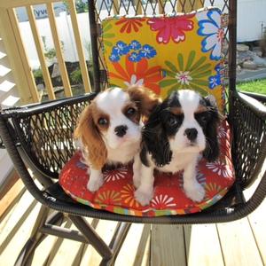 Cavalier King Charles Spaniel