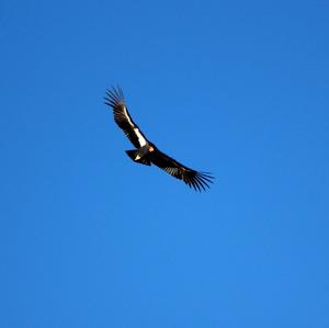 California Condor