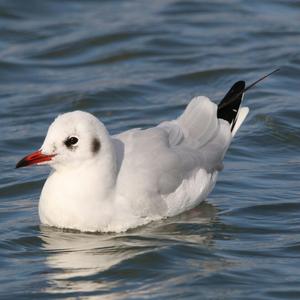 Black-headed Gull