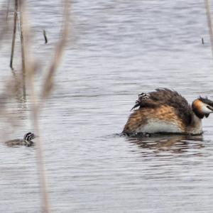 Great Crested Grebe