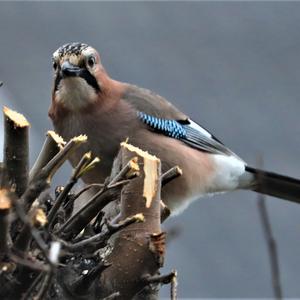 Eurasian Jay