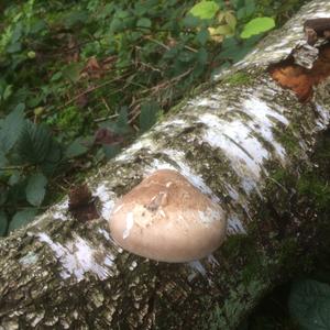 Pigskin Poison Puffball