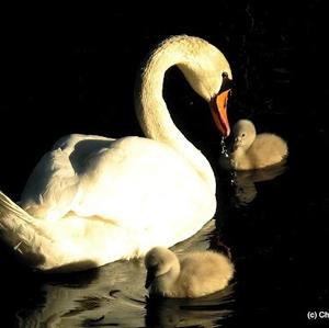 Mute Swan