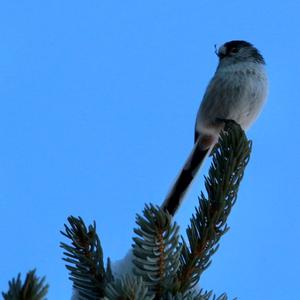 Long-tailed Tit