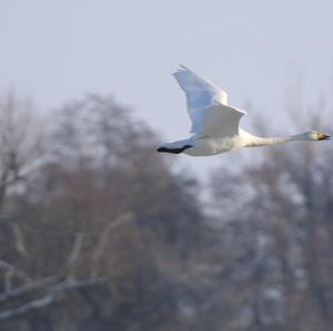 Whooper Swan