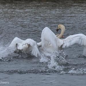 Mute Swan