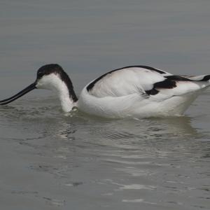 Pied Avocet