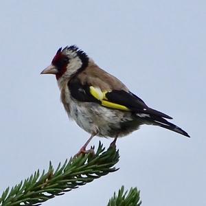 European Goldfinch