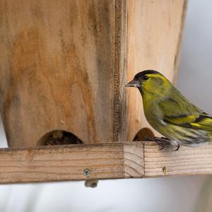 Eurasian Siskin