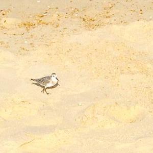 Sanderling