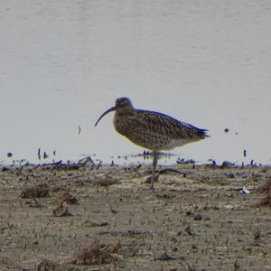 Regenbrachvogel