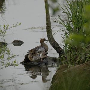 Garganey