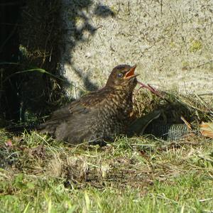 Eurasian Blackbird