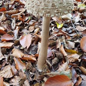 Parasol Mushroom