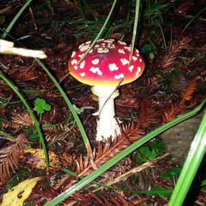 Fly Agaric