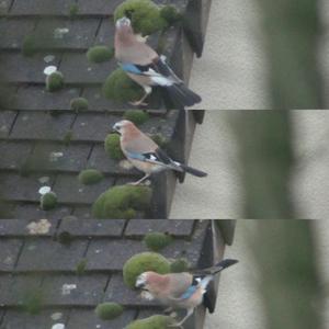 Eurasian Jay