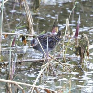 Spotted Crake