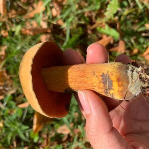 Lurid Bolete